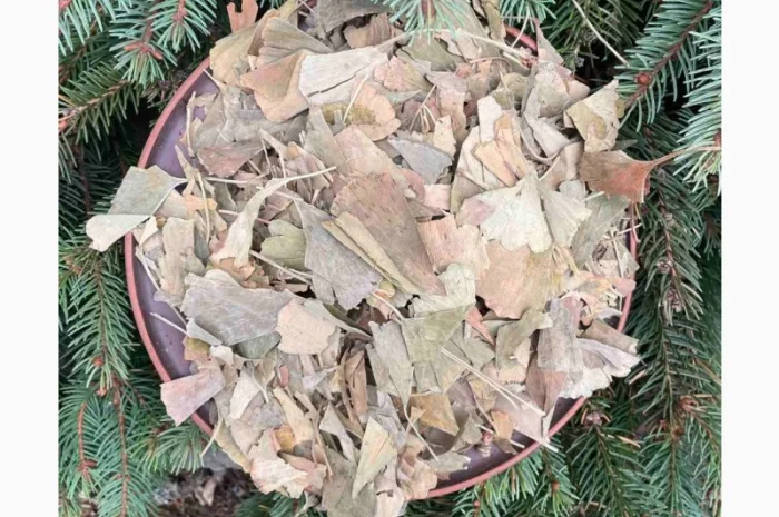 Гінкго білоба, лікарські рослини, продаю гінкго білоба, білий плід- фото № 2