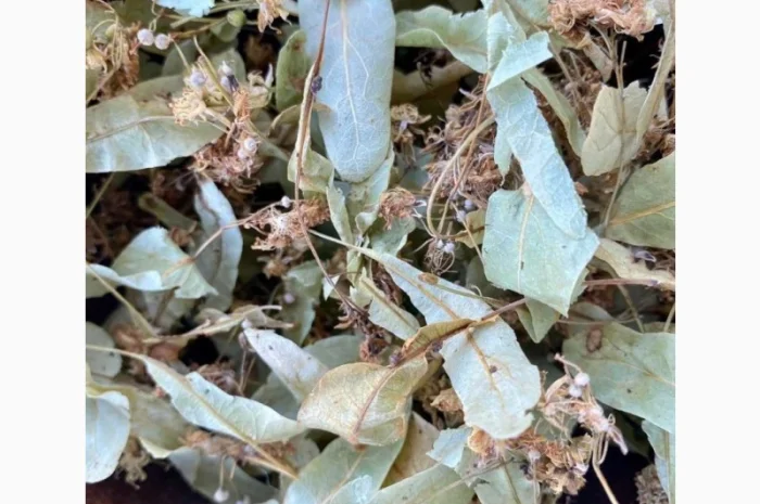 Липа цвіт, сушений цвіт липи- фото № 1