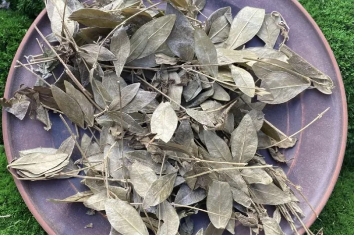 Барвінок трава, сушений барвінок, могильниця- фото № 1