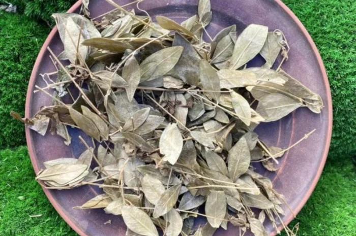 Барвінок трава, сушений барвінок, могильниця- фото № 2