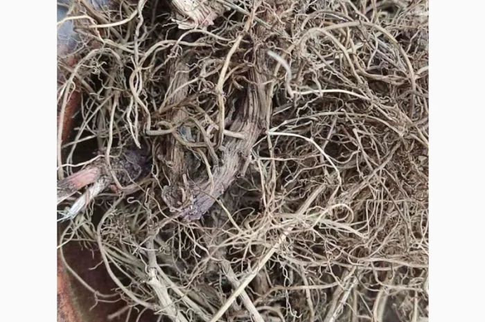 Ехінацея корінь, сушене коріння ехінацеї- фото № 1