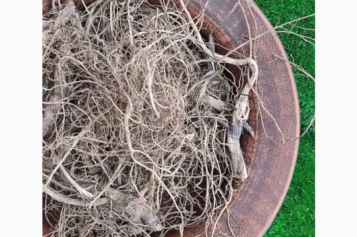 Ехінацея корінь, сушене коріння ехінацеї- фото № 2