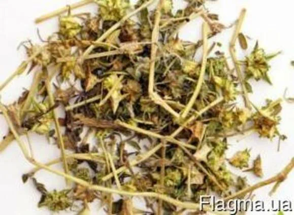 Якірці сланкі дикорослі трава. Якорцы стелющиеся трава- фото № 1