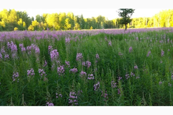 Иван-чай ферментированный- фото № 2