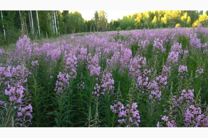 Иван-чай ферментированный- фото № 3