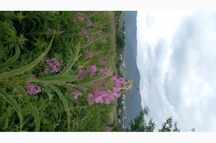 Іван-чай ферментований карпатський чорний урожай2024- фото № 3