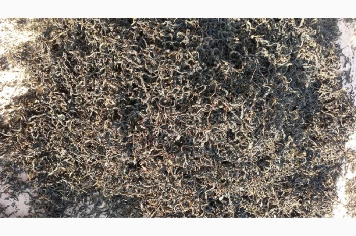 Іван-чай ферментований карпатський чорний урожай2024- фото № 4