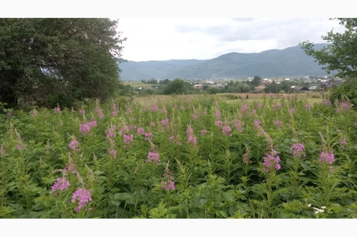 Іван-чай ферментований карпатський чорний урожай2024- фото № 5