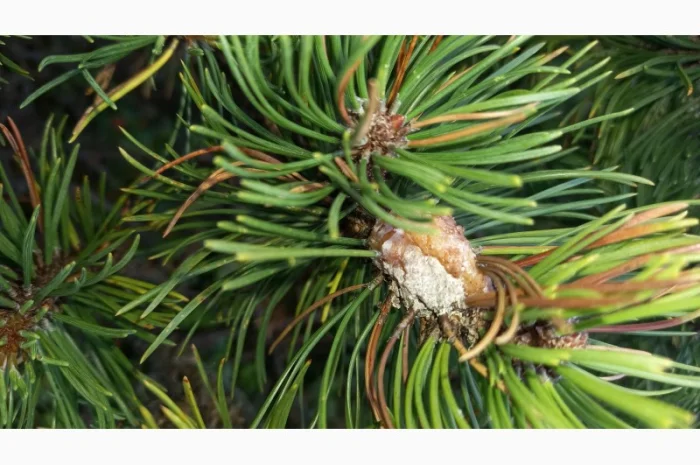 Гідролати хвойних рослин( ялівець, ялина, ялиця, сосна, кедраі та ін.))- фото № 4