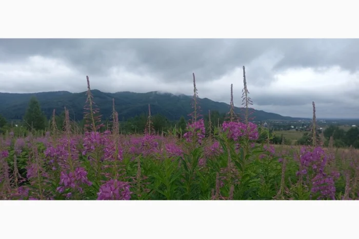 Іван чай ферментований в гранулах. Урожай2024- фото № 2