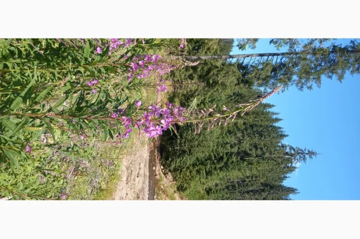 Іван чай ферментований в гранулах. Урожай2024- фото № 3