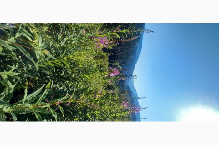 Іван чай ферментований в гранулах. Урожай2024- фото № 4