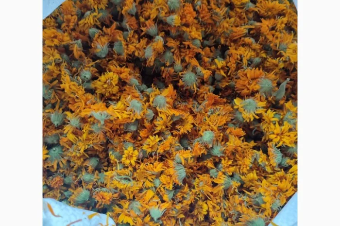 Продам сухий цвіт календули (нагідки)- фото № 2