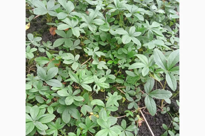 Лапчатка белая саженцы- фото № 3