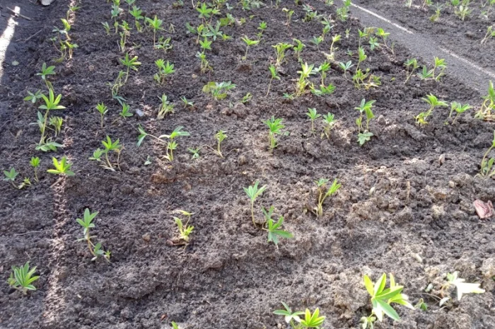 Лапчатка белая саженцы- фото № 1