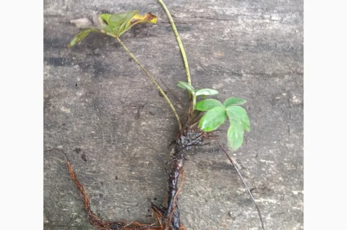 Лапчатка белая саженцы- фото № 2