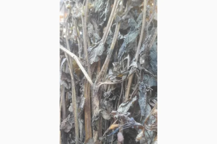 Продам чистототіл сушений- фото № 1