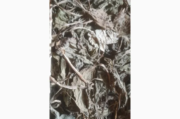 Продам лист подорожника- фото № 1