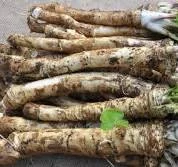 Корінь хріну 50 кг- фото № 1