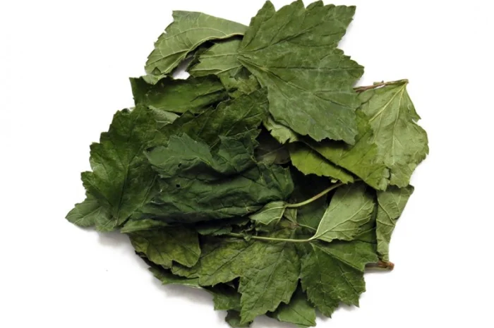 Листя смородини сушене куплю- фото № 1