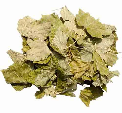 Листя смородини сушене куплю- фото № 2