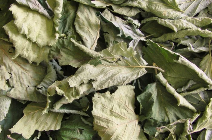 Куплю листя ліщини сушене- фото № 1