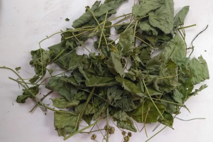 Ожина (ежевика) листя сушене куплю- фото № 1