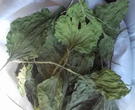 Куплю Подорожник сушене листя- фото № 1