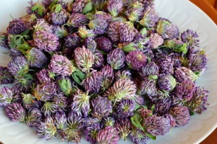 Конюшина квіт куплю- фото № 1