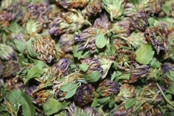 Конюшина квіт куплю- фото № 3