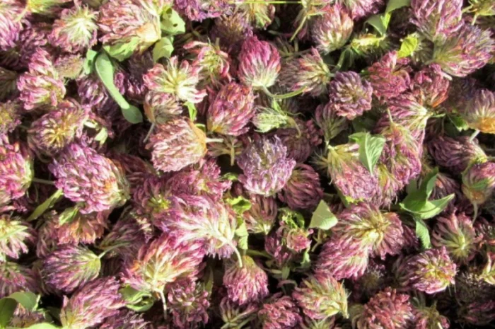 Конюшина квіт куплю- фото № 4