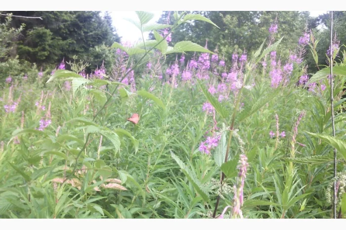 Продам іван-чай ферментований- фото № 2