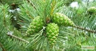 Настоянка зелених соснових шишок- фото № 1