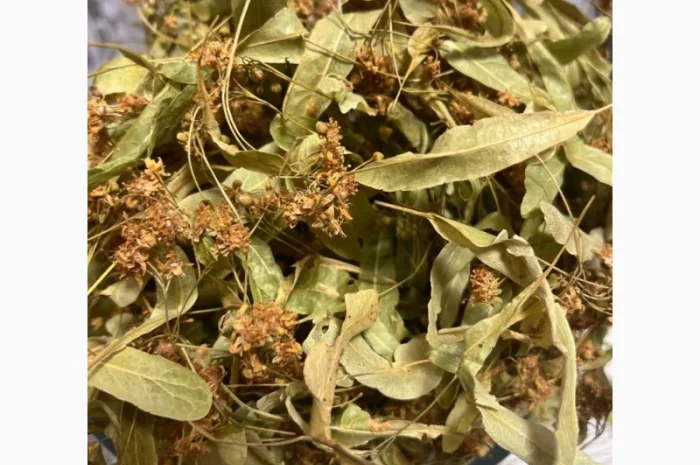 Цвіт липи. Ідеальний стан та зберігання- фото № 1