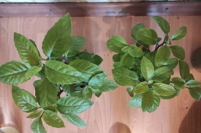 Джинура прокумбенс- фото № 2