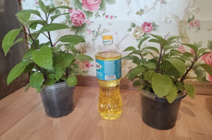 Джинура прокумбенс- фото № 1