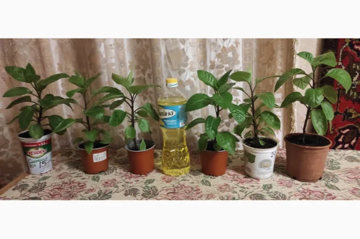 Джинура рослина для лікування- фото № 1