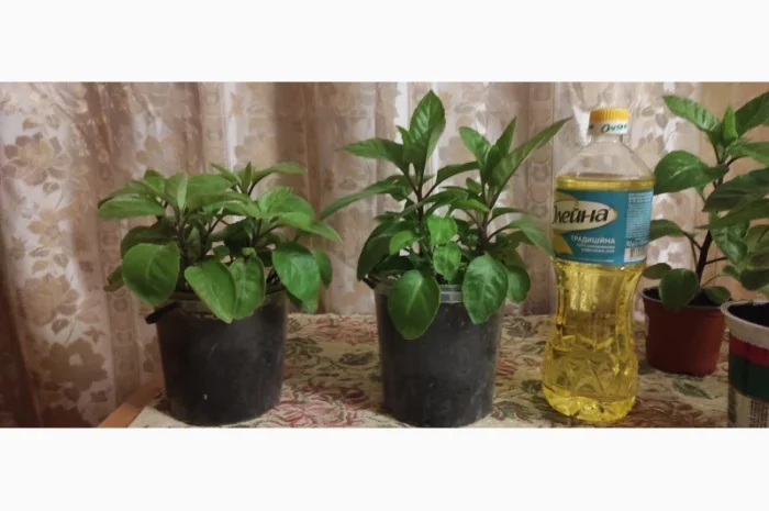 Джинура рослина для лікування- фото № 2