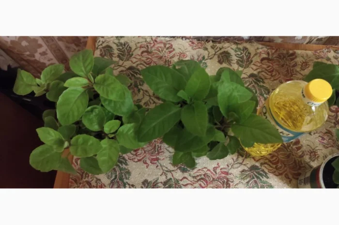 Джинура рослина для лікування- фото № 3