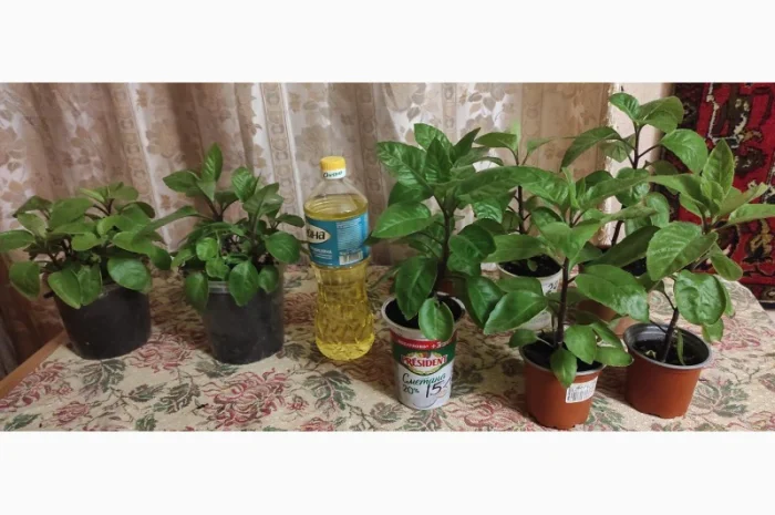 Джинура рослина для лікування- фото № 4