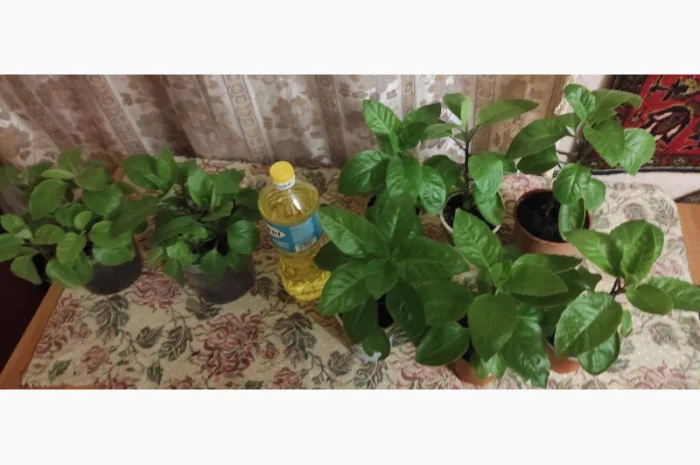 Джинура рослина для лікування- фото № 5