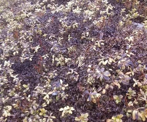 Ісландський мох з карпат- фото № 1