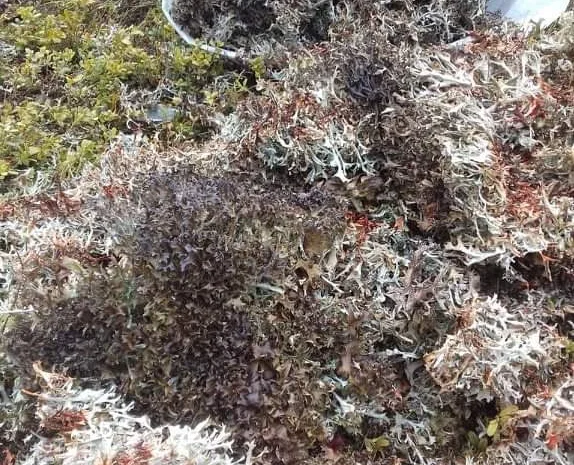 Ісландський мох з карпат- фото № 2