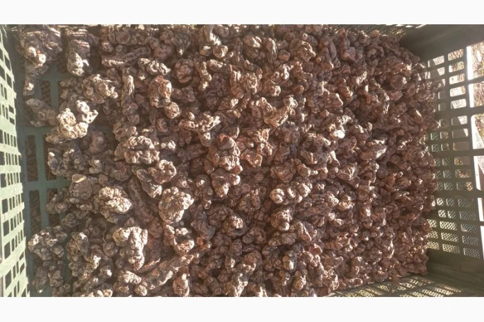 Калган корінь карпатський- фото № 1