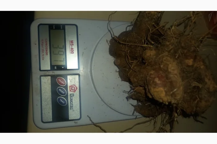 Калган корінь карпатський- фото № 3