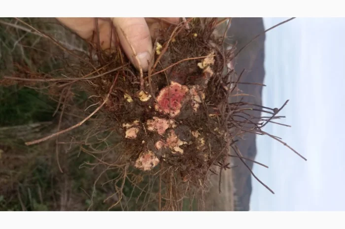 Калган корінь карпатський- фото № 4