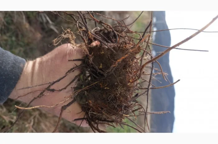 Калган корінь карпатський- фото № 5