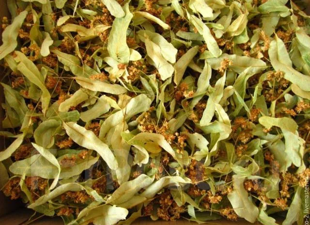 Купим сухой цвет липы и бузины.Закупаем все лекарственные травы и корни по Украине- фото № 1