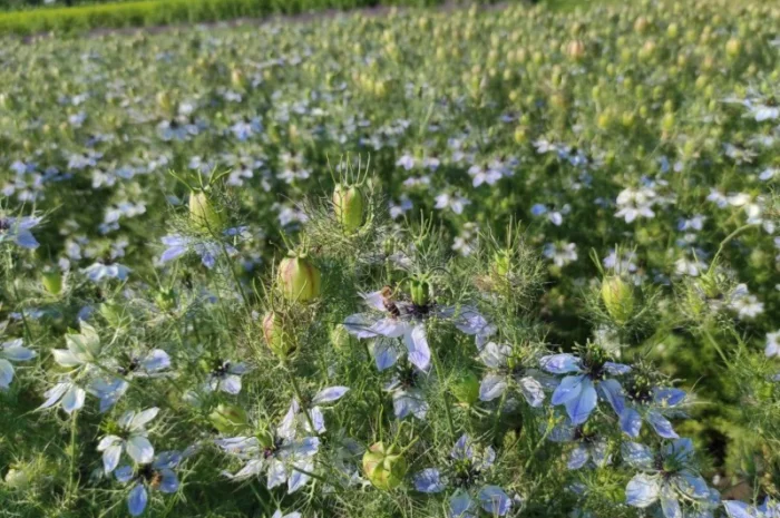 Продам насіння чорнушки дамаської (нігели, чорного тміну)- фото № 1