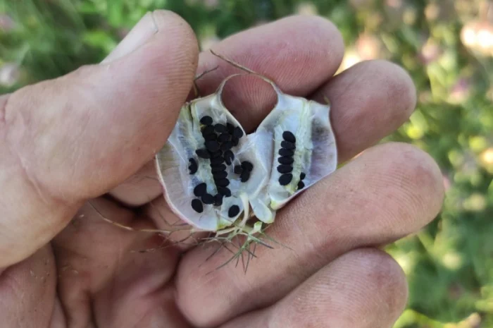 Продам насіння чорнушки дамаської (нігели, чорного тміну)- фото № 2